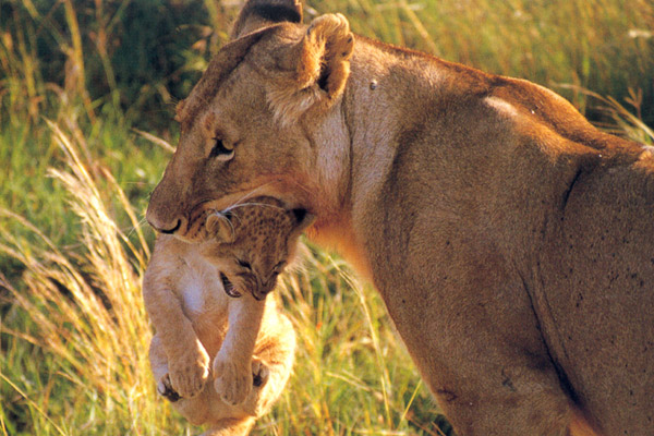 Baby and Mother Lions