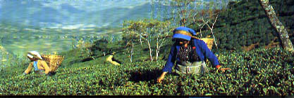 Tea picking in Darjeeling. Photo  from darjeeling.com