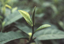 Tea leaves. Photo from darjeelingtea.com