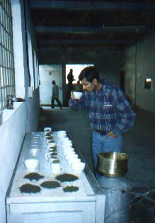 Tea Taster in the Factory. Photo from darjeeling.com