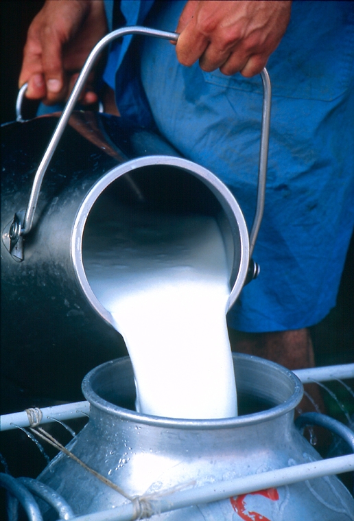 Pouring Milk Into Vats