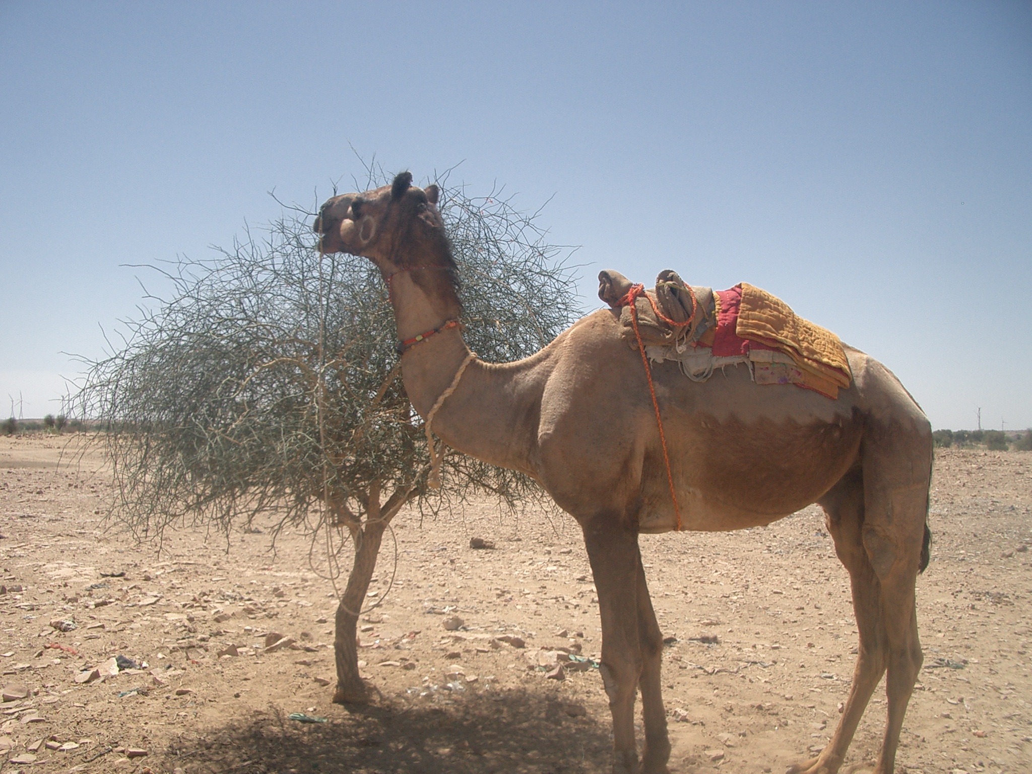 Camel in Desert