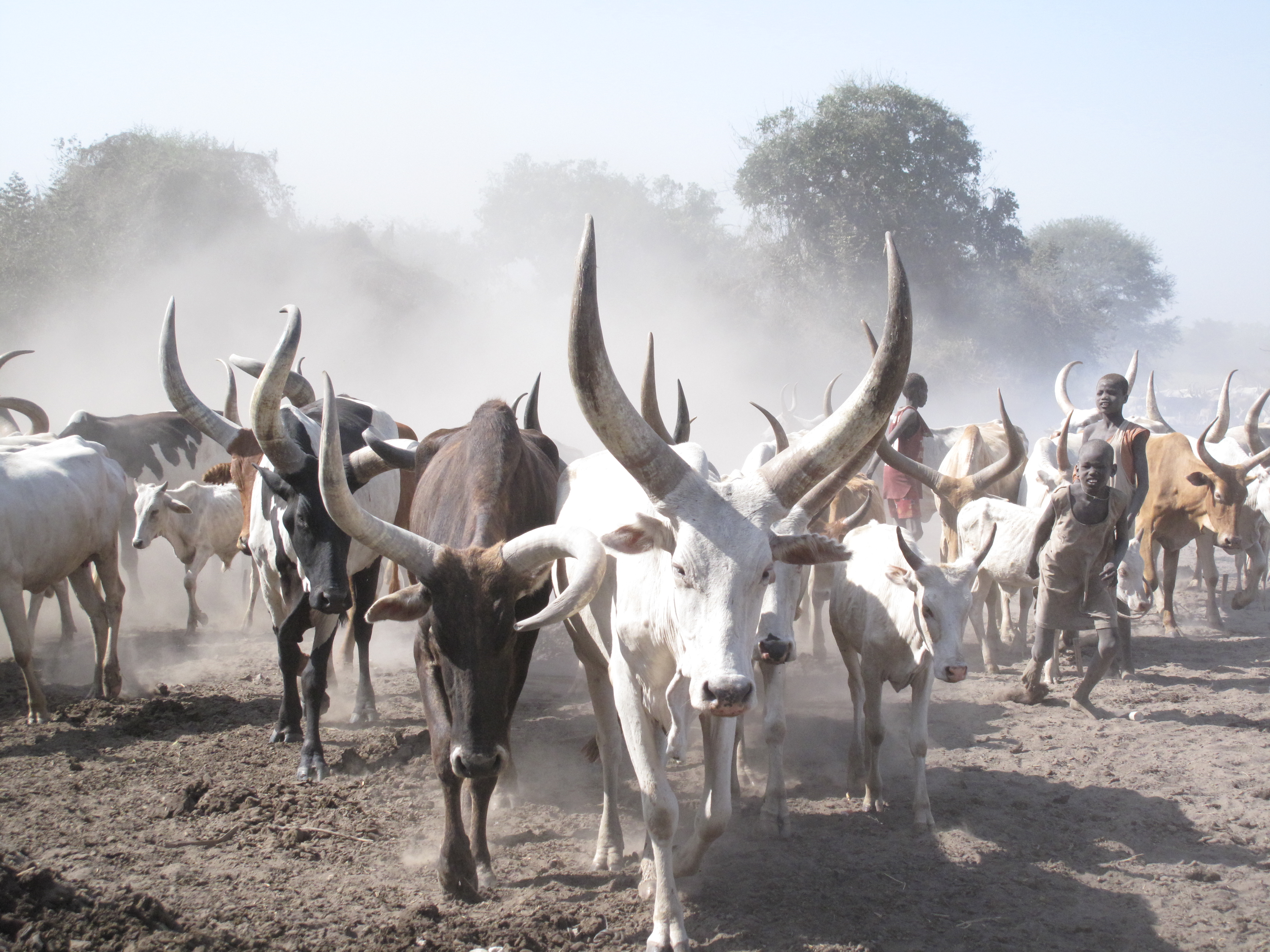 Cattle in South Sudan