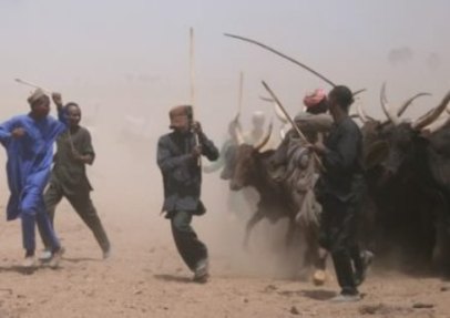 Fulani herders lead their herds
