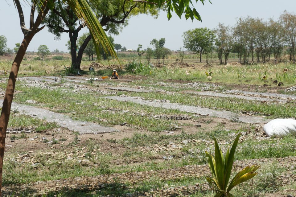 sugarcane field